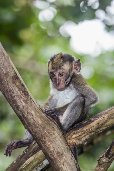 Krabbätande makaker i Hat Chao Mai national park, Thailand — Stockfoto