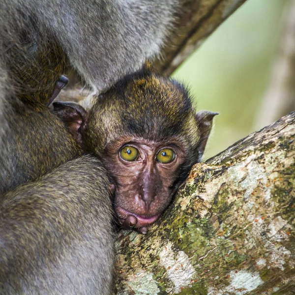 Krabbenetende Macaque in Hat Chao Mai nationaal park, Thailand — Stockfoto