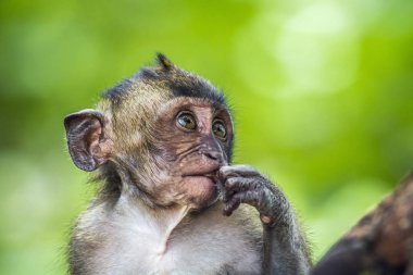 Yengeç yiyen makak şapka Chao Mai Milli Park, Tayland