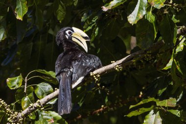 Oryantal alaca Kartallar Koh Adang Milli Park, Tayland