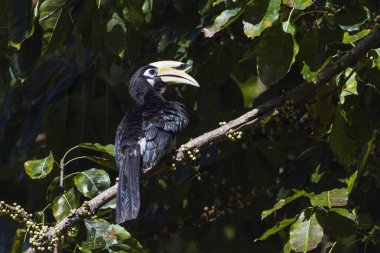 Oryantal alaca Kartallar Koh Adang Milli Park, Tayland