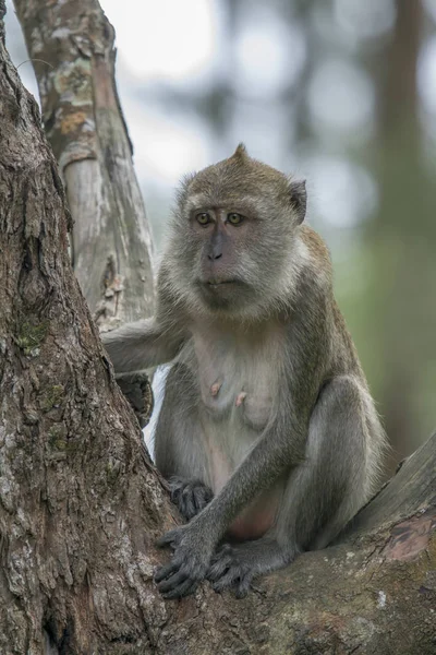 Crab-eating Macaque in Hat Chao Mai national park, Thailand — Stock Photo, Image