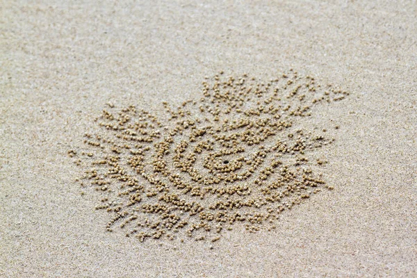 Rohatý duch krab v Koh Muk beach, Thajsko — Stock fotografie