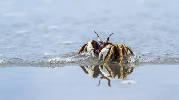 Granchio fantasma cornuto nella spiaggia di Koh Muk, Thailandia — Foto Stock