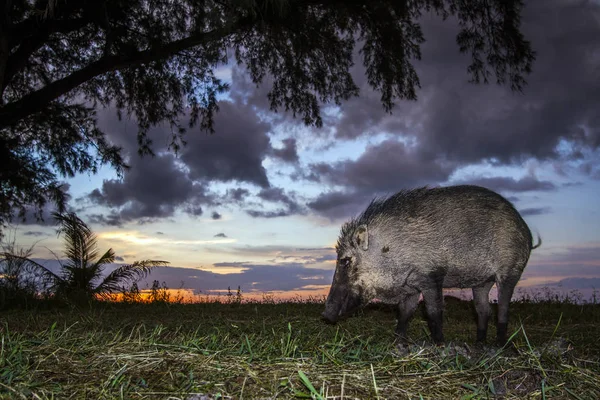 达鲁岛国家公园，泰国野猪 — 图库照片