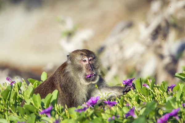 Macaco mangia granchi nel parco nazionale di Koh Adang, Thailandia — Foto Stock