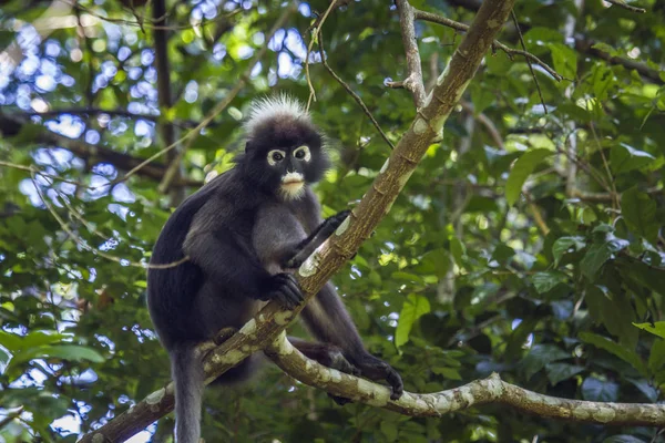 Scimmia dagli Occhiali nel parco nazionale di Tarutao, Thailandia — Foto Stock