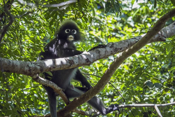 Brilhagedissen aap in de Tarutao Nationaal park, Thailand — Stockfoto