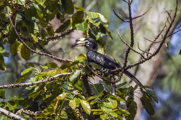 동양 얼룩 무늬 hornbill 코 Adang 국립 공원, 태국 — 스톡 사진