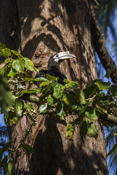 Hornbill à pattes orientales dans le parc national de Koh Adang, Thaïlande — Photo