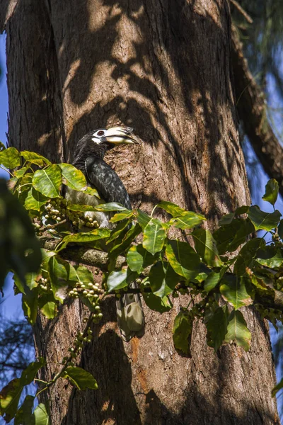 Hornbill pied oriental no parque nacional de Koh Adang, Tailândia — Fotografia de Stock
