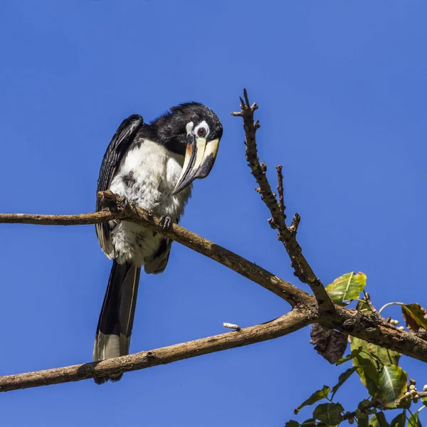 Oryantal alaca Kartallar Koh Adang Milli Park, Tayland — Stok fotoğraf