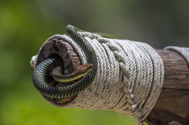 Koh Adang Milli Parkı, Tayland altın uçan yılan