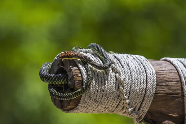 Serpente voadora dourada no parque nacional Koh Adang, Tailândia — Fotografia de Stock