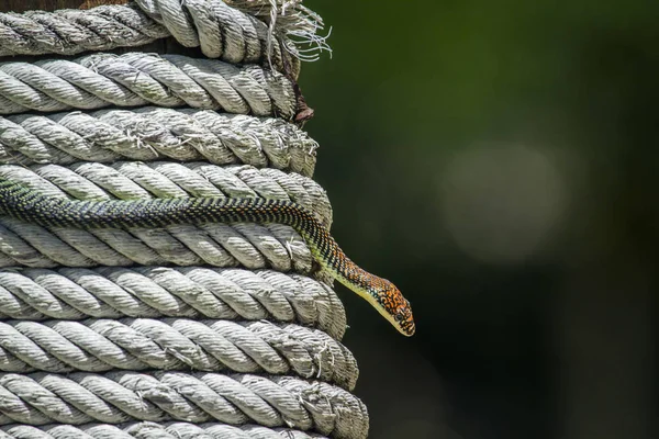 Serpente volante dorato nel parco nazionale Koh Adang, Thailandia — Foto Stock