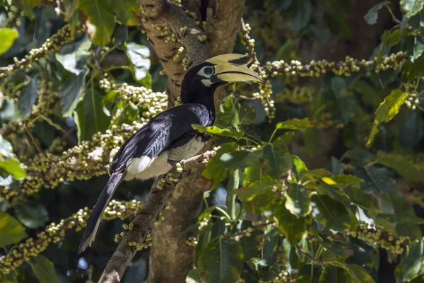 Hornbill pied oriental no parque nacional de Koh Adang, Tailândia — Fotografia de Stock