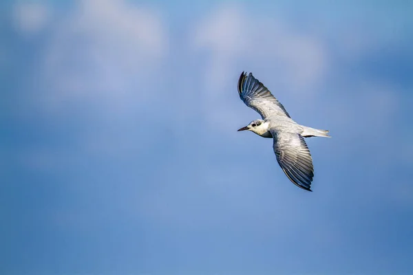 Tern Whiskered em Ban Thale Noi, reserva natural, Tailândia — Fotografia de Stock