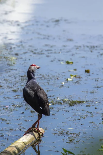 Μωβ Swamphen σε Ban Thale Noi, αποθεματικό της φύσης, Ταϊλάνδη — Φωτογραφία Αρχείου