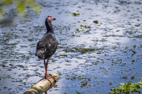 Modrzyk w Ban Thale Noi, rezerwat przyrody, Tajlandia — Zdjęcie stockowe