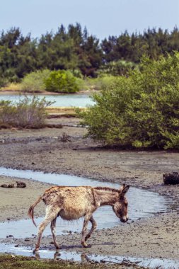 Mannar eşek Kalpitiya, Sri Lanka