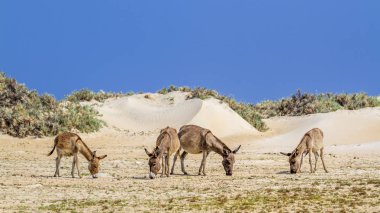 Mannar eşek Kalpitiya, Sri Lanka