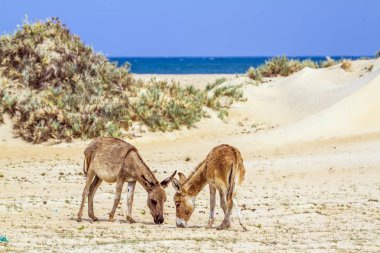 Mannar eşek Kalpitiya, Sri Lanka