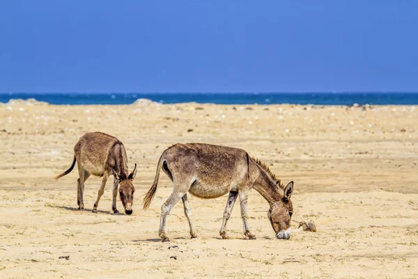 Mannar eşek Kalpitiya, Sri Lanka — Stok fotoğraf