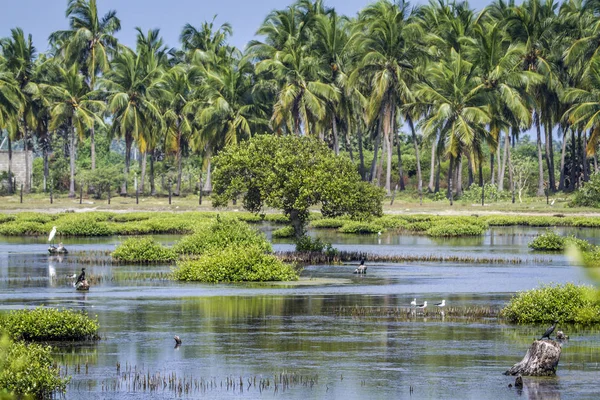 Kalpitiya lagoon Puttalam ili, Sri Lanka