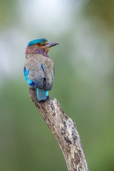 Indian roller in Kalpitiya, Sri Lanka — Stock Photo, Image