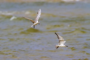 Küçük sumru Kalpitiya, Sri Lanka