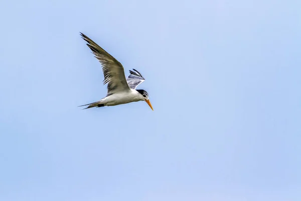 Little tern in Kalpitiya, Sri Lanka — Stock Photo, Image