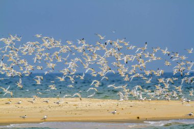 Küçük sumru Kalpitiya, Sri Lanka