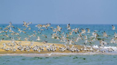 Küçük sumru Kalpitiya, Sri Lanka