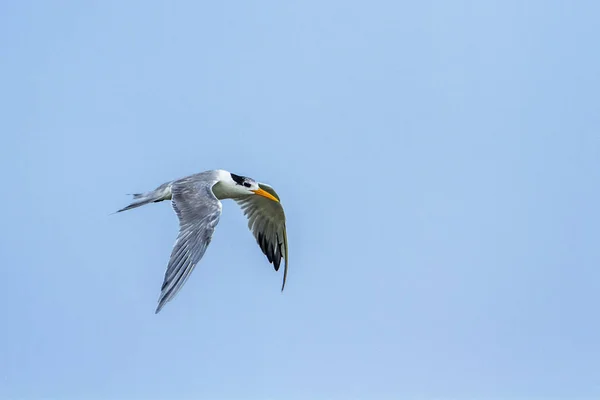 Tern pequeno em Sri Lanka — Fotografia de Stock