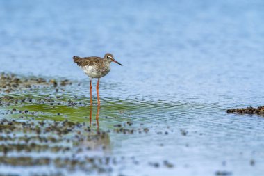 Ortak redshank Kalpitiya, Sri Lanka
