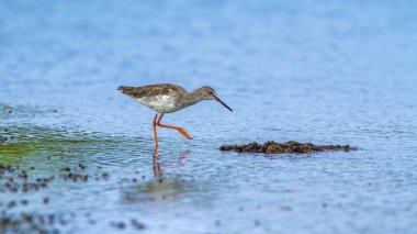 Ortak redshank Kalpitiya, Sri Lanka