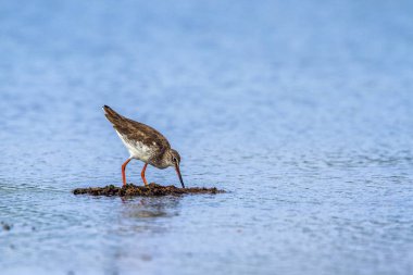 Ortak redshank Kalpitiya, Sri Lanka