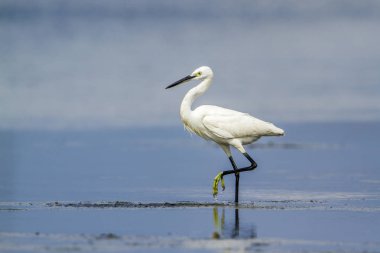 Küçük ak balıkçıl Kalpitiya, Sri Lanka