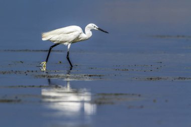 Küçük ak balıkçıl Kalpitiya, Sri Lanka