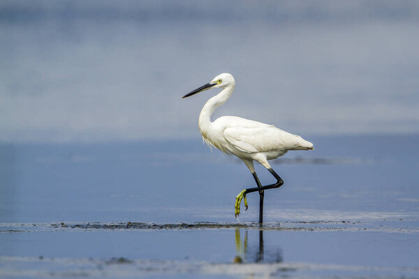 Little egret in Kalpitiya, Sri Lanka