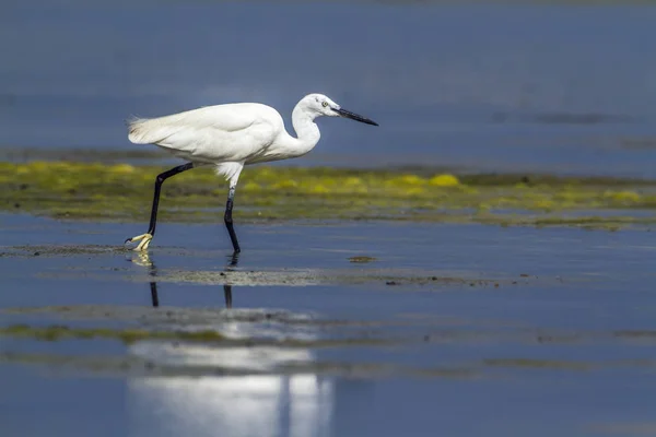 Little egret in Kalpitiya, Sri Lanka — Stock Photo, Image