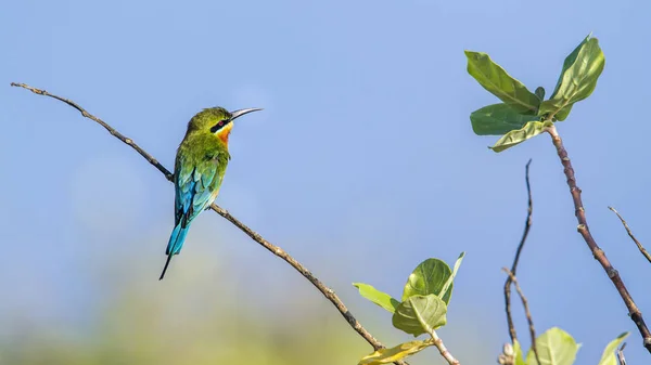 Blauschwanzbienenfresser in kalpitiya, sri lanka — Stockfoto