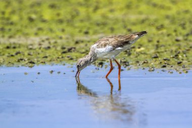 Ortak redshank Kalpitiya, Sri Lanka