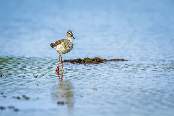 일반적인 redshank Kalpitiya, 스리랑카 — 스톡 사진