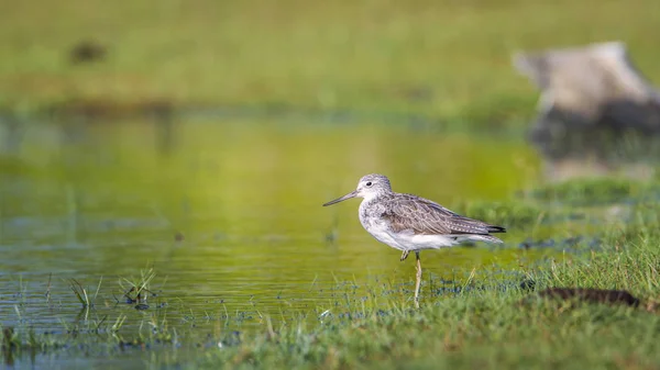 Marsh sandpiper i Kalpitiya, Sri Lanka — Stockfoto