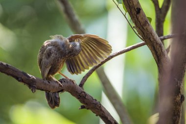Sarı gagalı yedikardeşi Minneriya Milli Parkı, Sri Lanka