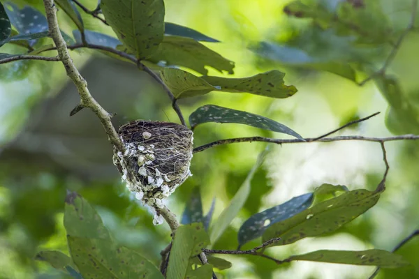 Гнездо мухоловца-парадиза в национальном парке Мелерия, Шри-Ланка — стоковое фото