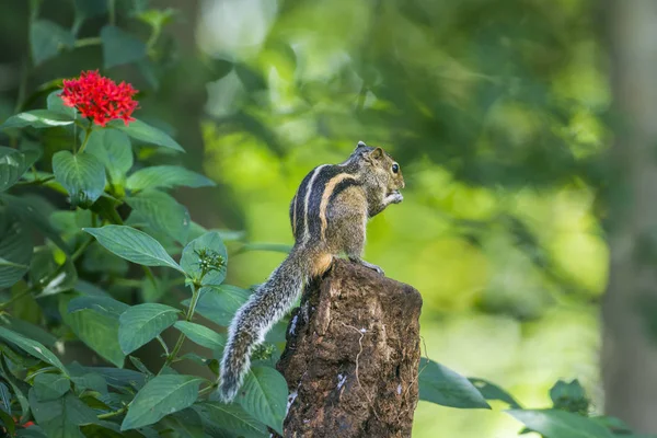 Indian palm squirrel in Minneriya National Park, Sri Lanka — Stock Photo, Image