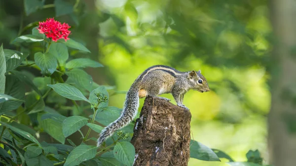 Indian palm squirrel in Minneriya National Park, Sri Lanka — Stock Photo, Image