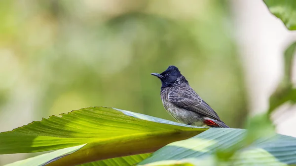 Rotbelüftetes bulbul im minneriya nationalpark, sri lanka — Stockfoto